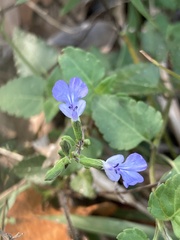 Salvia serotina