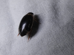 Thermonectus