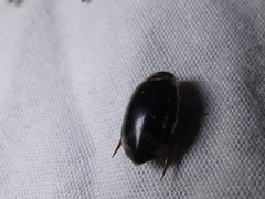 Thermonectus