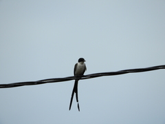 Tyrannus savana