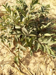 Giraffa camelopardalis