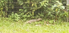 Varanus salvator macromaculatus
