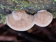 Trametes tenuis