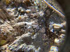 Rhizoplaca glaucophana