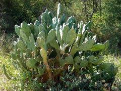 Opuntia elata