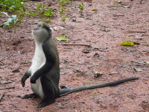 Cercopithecus lowei