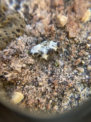 Rhizoplaca glaucophana