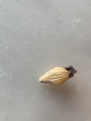 Dichanthelium ravenelii