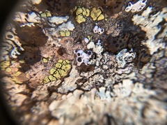 Rhizoplaca glaucophana