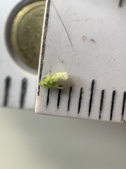 Dichanthelium ravenelii