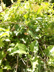 Rhodostrophia calabra