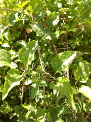 Rhodostrophia calabra