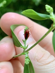 Tropidosteptes cardinalis