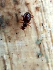 Pselaphinae
