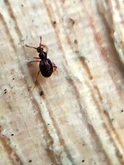 Pselaphinae