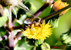 Apis mellifera
