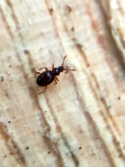 Pselaphinae