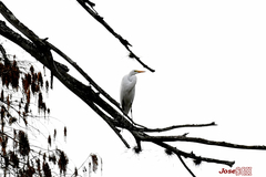 Ardea alba