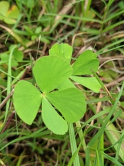 Marsilea minuta