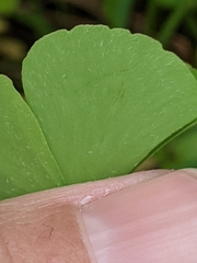 Marsilea minuta