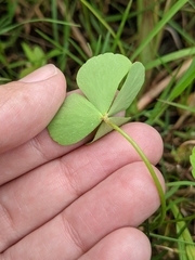 Marsilea minuta