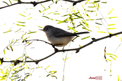 Polioptila caerulea