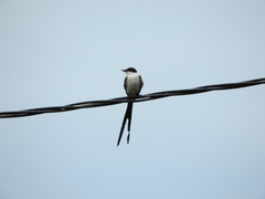 Tyrannus savana