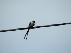 Tyrannus savana