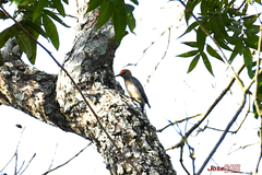 Melanerpes aurifrons