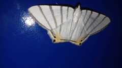 Opisthoxia metargyria