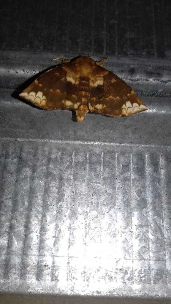 Prothysana terminalis