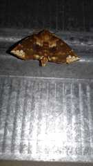 Prothysana terminalis