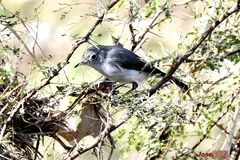 Polioptila caerulea