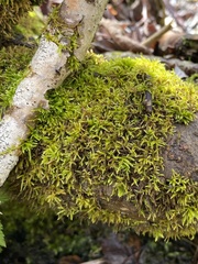 Sciuro-hypnum reflexum