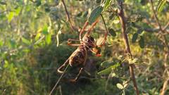 Trichonephila sexpunctata