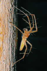 Peucetia cayapa