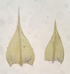 Sciuro-hypnum reflexum