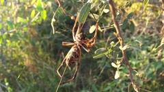 Trichonephila sexpunctata