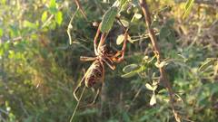 Trichonephila sexpunctata