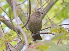 Molothrus ater