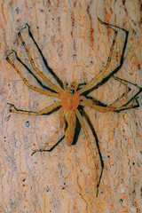 Peucetia cayapa
