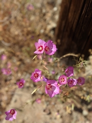 Clarkia gracilis tracyi