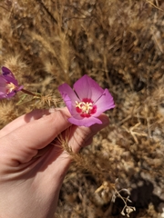 Clarkia gracilis tracyi