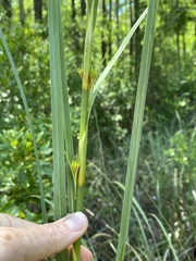 Cladium mariscus jamaicense