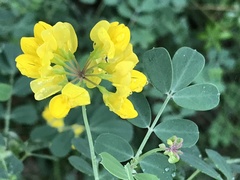 Coronilla valentina