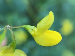 Coronilla valentina