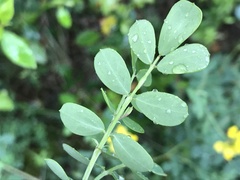Coronilla valentina