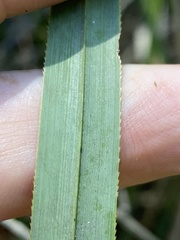Cladium mariscus jamaicense