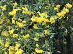 Coronilla valentina