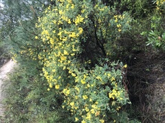 Coronilla valentina